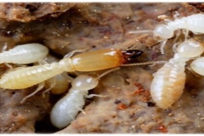 diệt mối tại quận 10