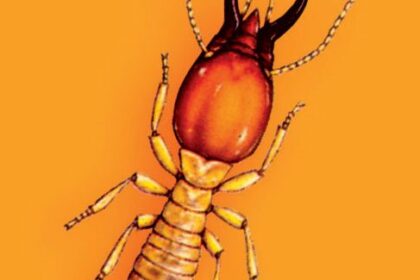 cách diệt mối dân gian