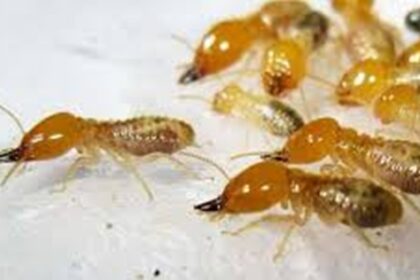 DỊCH VỤ DIỆT MỐI