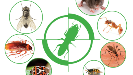 pest-control