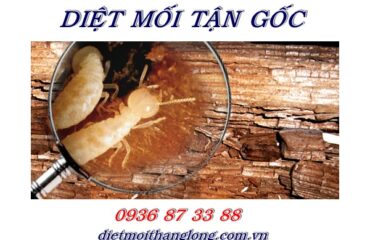 DIET MOI THANG LONG