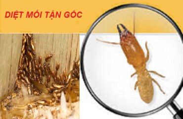 Phương pháp diệt mối quận 4 nào đang được áp dụng phổ biến hiện nay