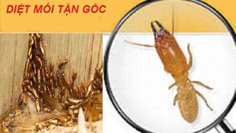 DIET MOI TAN GOC(1) Phương pháp diệt mối quận 4 nào đang được áp dụng phổ biến hiện nay