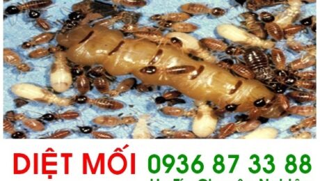diet moi -govap