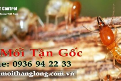 Dịch vụ diệt mối quận Thủ Đức