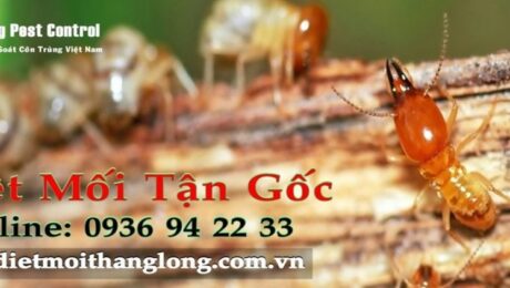 Dịch vụ diệt mối quận Thủ Đức