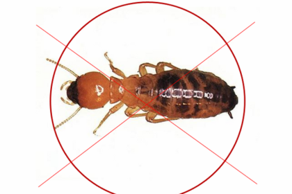 diệt mối tại Cần Giờ