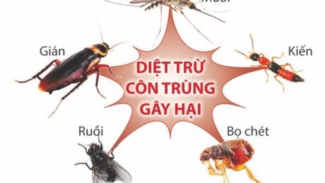 diệt côn trùng tại Bình Tân