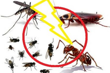 diệt côn trùng tại Củ Chi