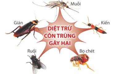 diet-con-trung (3) diệt côn trùng tại Hà Tĩnh
