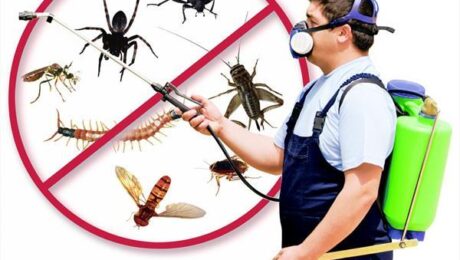 Diệt côn trùng tại Bình Chánh