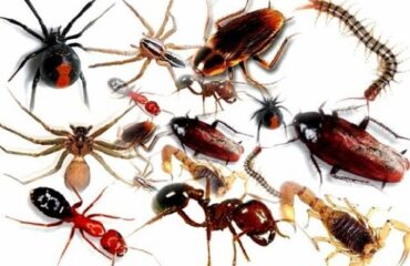 Các loại côn trùng gây hại. Các loại côn trùng gây hại.