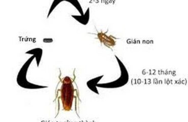 Diệt côn trùng tại Điện Biên