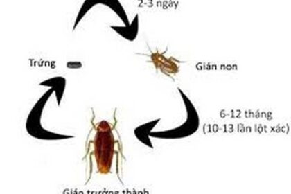 Diệt côn trùng tại Điện Biên