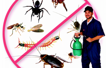 diệt côn trùng tại Kiên Giang