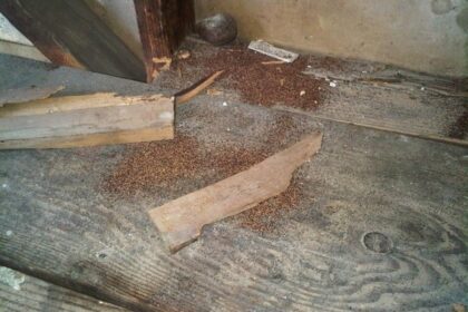 Diệt mối tại Khánh Hòa