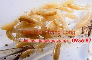 DIET MOI TAI QUAN 1 TPHCM