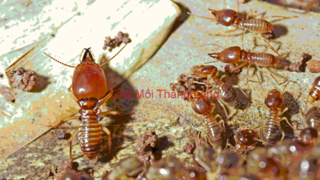 DIET MOI BINH DUONG
