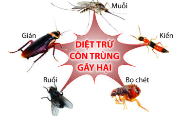 DIET MUOI DA NANG