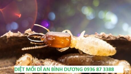 diet moi binh duong