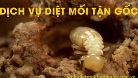 DIET MOI THANG LONG BBBB
