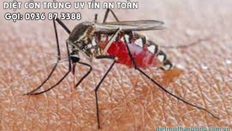 diet con trung 1